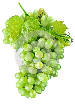 Fresh green grapes with leaf harvest fruit