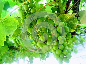 fresh green grapes