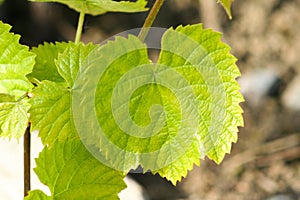 Fresh Green grapes vine