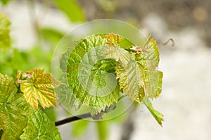 Fresh Green grapes vine