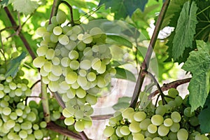 Fresh Green grapes on vine.