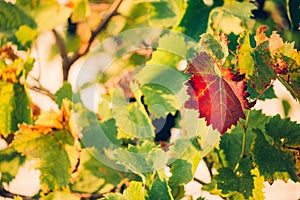 Fresh Green grapes vine on bokeh background. Autumn concept