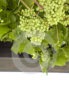 Fresh Green grapes on vine, space for text