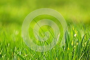 Fresh green grass as spring season background