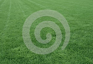 Fresh green grass background