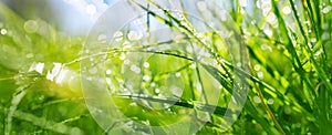 Fresh green grass background in sunny summer day