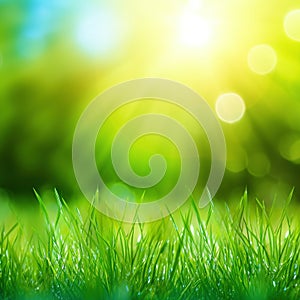 Fresh green grass background in sunny summer day. A natural spring garden background of fresh green grass for product display.