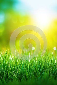 Fresh green grass background in sunny summer day. A natural spring garden background of fresh green grass for product display.