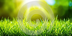 Fresh green grass background in sunny summer day. A natural spring garden background of fresh green grass for product display.