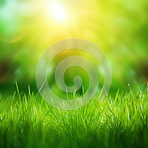 Fresh green grass background in sunny summer day. A natural spring garden background of fresh green grass for product display.