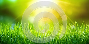 Fresh green grass background in sunny summer day. A natural spring garden background of fresh green grass for product display.