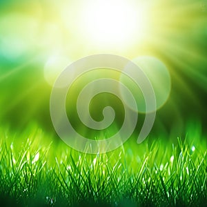 Fresh green grass background in sunny summer day. A natural spring garden background of fresh green grass for product display.