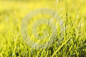 Fresh green grass background in sunny summer day in park. Spring background