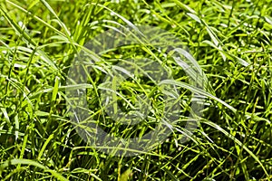 Fresh green grass background, texture, sunny spring day