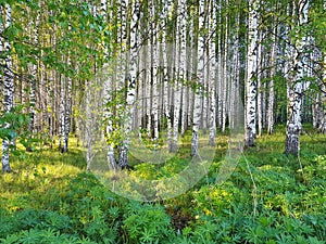 Fresh green grass and birch grove on summer. Spring scene in the birch woods.