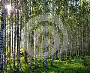 Fresh green grass and birch grove on summer. Spring scene in the birch woods.