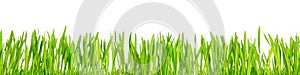 Fresh green grass blades in front of white background, panorama photo