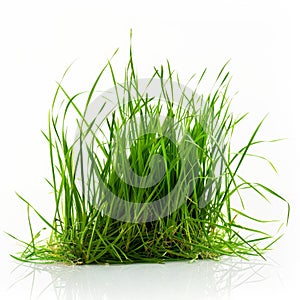 Fresh Green Grass Blades on White Background Nature Growth and Freshness Concept photo