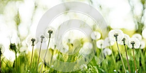 Fresh green grass and blowball dandelion in summer. Nature ecology background. Bright color field panorama