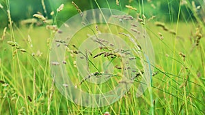 Fresh green grass close-up. Field of grass in perspective. Summer green nature concept. The rays of the sun break through the