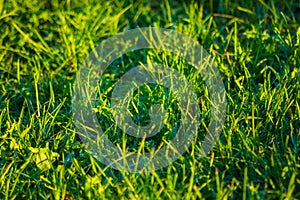 Fresh green grass close-up on the lawn. Summer. Bright Sun. Juicy colors