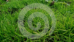 Fresh green grass closeup with dew drops