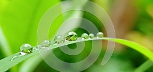 Fresh green grass with closeup morning dew drops in a tropical rice field. Natural background.