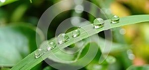 Fresh green grass with closeup morning dew drops in a tropical rice field. Natural background.