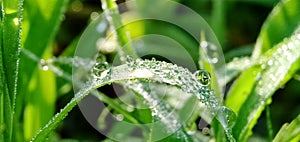 Fresh green grass with closeup morning dew drops in a tropical rice field. Natural background.