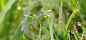 Fresh green grass with closeup morning dew drops in a tropical rice field. Natural background.