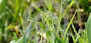 Fresh green grass with closeup morning dew drops in a tropical rice field. Natural background.