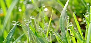Fresh green grass with closeup morning dew drops in a tropical rice field. Natural background.