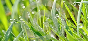 Fresh green grass with closeup morning dew drops in a tropical rice field. Natural background.