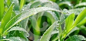 Fresh green grass with closeup morning dew drops in a tropical rice field. Natural background.