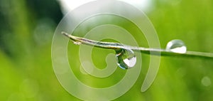 Fresh green grass with closeup morning dew drops in a tropical rice field. Natural background.