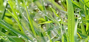 Fresh green grass with closeup morning dew drops in a tropical rice field. Natural background.