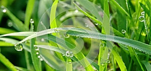 Fresh green grass with closeup morning dew drops in a tropical rice field. Natural background.