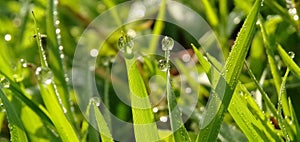 Fresh green grass with closeup morning dew drops in a tropical rice field. Natural background.