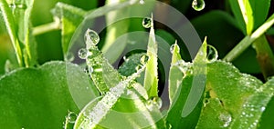 Fresh green grass with closeup morning dew drops in a tropical rice field. Natural background.