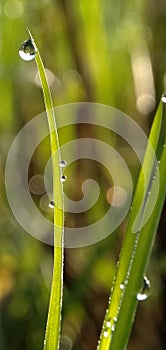 Fresh green grass with closeup morning dew drops in a tropical rice field. Natural background.