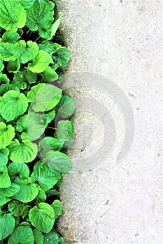 Fresh green grass and concrete