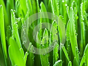 Fresh green grass covered with dewdrops.