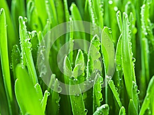 Fresh green grass covered with dewdrops. photo
