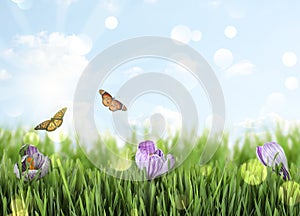 Fresh green grass, crocus flowers and butterflies on sunny day. Spring season