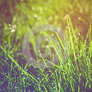 Fresh green grass with dew