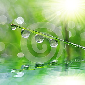 Fresh green grass with dew drop