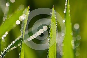 Fresh green grass with dew drops on the blades against a creamy bokeh of water drops in the morning light. Close-up shot