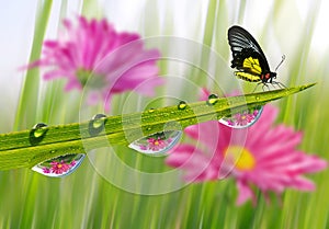 Fresh green grass with dew drops and butterfly