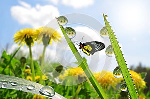 Fresh green grass with dew drops and butterfly