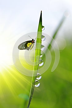 Fresh green grass with dew drops and butterfly.